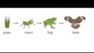 'Food Chain of Animals | Food chain by Sanjay Prakash | Ennoble High School | Sanjay Prakash'