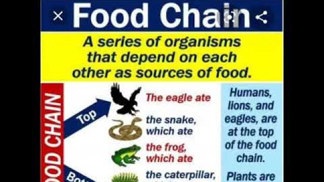 'Food chain poem'