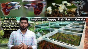 'Guppy Fish Farm Visit Kerala , Get Fancy Guppies at cheap price direct from Farm'