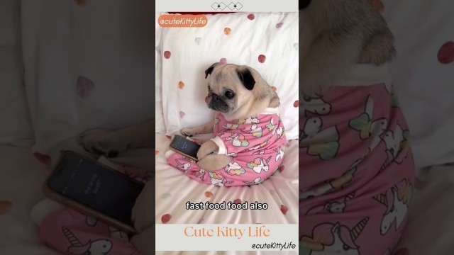 'Hey Siri how to slim | Fast Food Love #cutekitty better | Funny Dog Video #newyear @HYBELABELS'