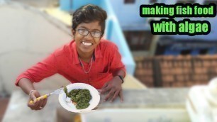 'Making fish food from algae ! Very healthy food ! equal to live food'