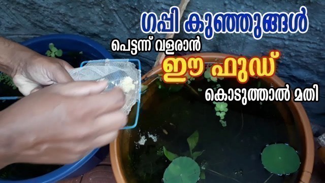 'How to make guppy fish fry food at home മുട്ട കൊണ്ട് ഗപ്പികൾക്കൊരു നല്ല തീറ്റയുണ്ടാക്കാം Guppy Fish'