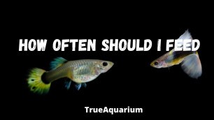 'How Often Should I Feed Guppies and guppy fry?'