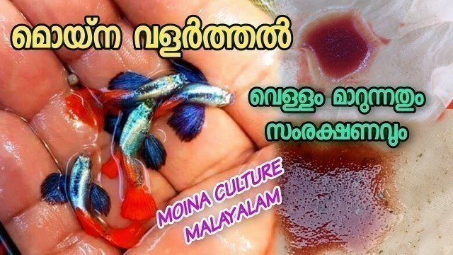 'മൊയ്‌ന വളർത്തലും വെള്ളം മാറ്റുന്ന രീതിയും | MOINA |GUPPY FISH BEST LIVE FOOD | #FISHING_TECHNOLOGY |'