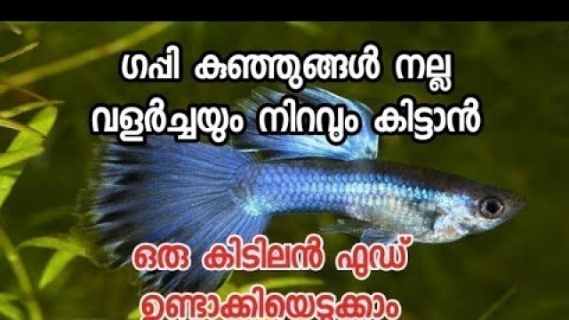 '#how to #make #guppy #fish #food at #home in  #malayalam'