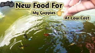 'Cheap and healthy food for guppy fish in tamil | Best food for guppy fish in tamil | 10rs good food'