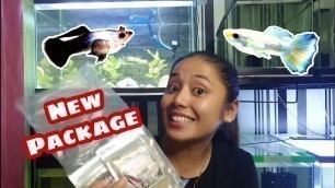 'New Guppy Food | New Strain Guppy'