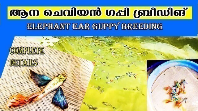 '#Elephant ear guppy breeding Malayalam .'