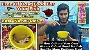 'How to Culture Banana Worms Without Starter - 0₹ Cost Food for your Fish , Insofuria Food Culture'