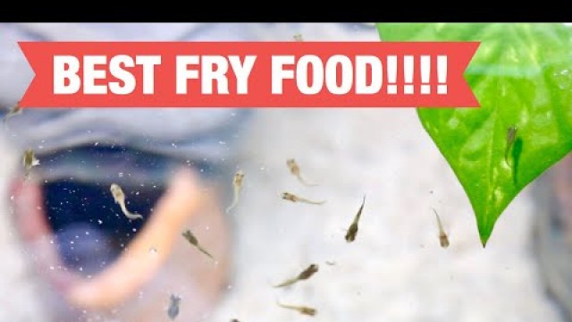 'Guppy Fry Food - How To Prepare it (ft. Hikari Brine Shrimp'