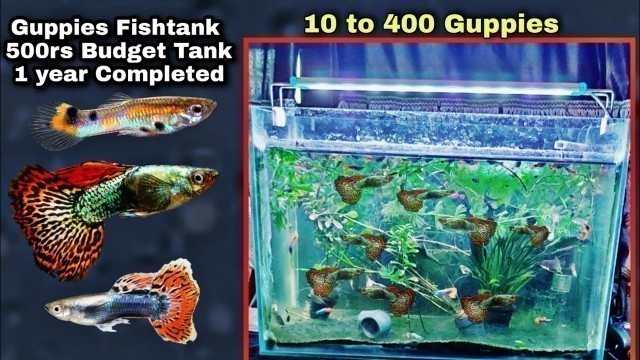 'How Make Guppies Fish 10 to 400 Full Of tank - Guppy Fish tank 1 Year Update'