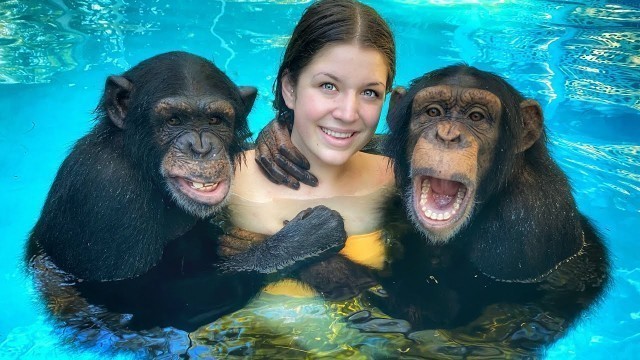 'WORLDS ONLY SWIMMING CHIMPANZEES!!! (+6 month old baby monkey debut!)'