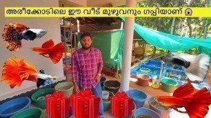 'guppy farm malappuram | ck guppies and bettas areekode | kerala farming |fish farm tour'