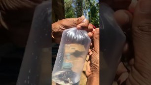 'How to pack live fish/Guppy (no air pump)'