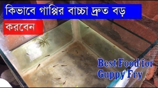 'খুব দ্রুত গাপ্পির  বাচ্চা বড় করুণ | Guppy Fry Take care || Best food for Guppy Fry |'