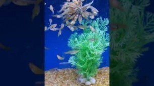 'Beautiful female guppy fish Guppies treat time earning food'