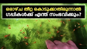 'How many days a guppy live without food ? ഒരാഴ്ച വീട്ടിൽ ഇല്ലെങ്കിൽ എന്ത് ചെയ്യും ? My farming ep445'