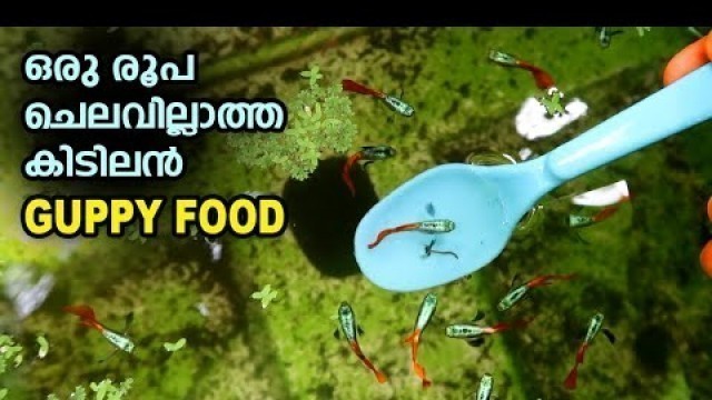 'ഒരു രൂപ ചെലവില്ലാതെ ഒരു കിടിലൻ Guppy Food | Blood worm Guppy Food | My Farming EP#124'