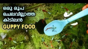 'ഒരു രൂപ ചെലവില്ലാതെ ഒരു കിടിലൻ Guppy Food | Blood worm Guppy Food | My Farming EP#124'