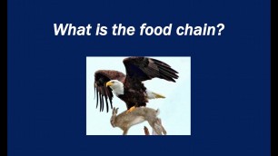 'What is the food chain?'