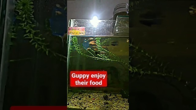 'guppy fish | black guppy fish | guppy food time | guppy healthcare clip | #guppy #water #shorts #new'