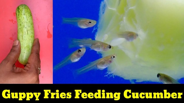 'Guppy Fries Feeding Cucumber'