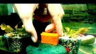 'feeding carrots to guppy fish | guppy fish food (2021)'