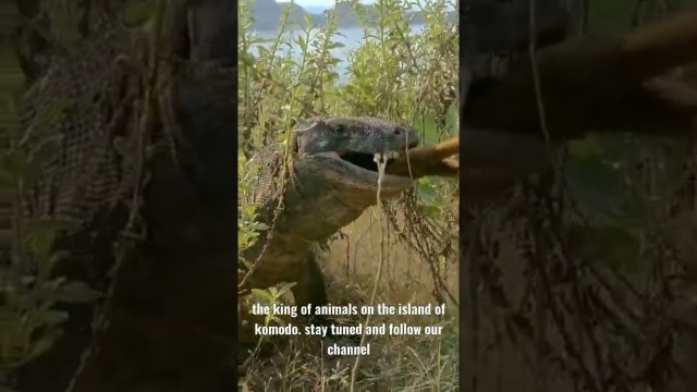 'Komodo dragons and their food chain #komodonationalpark#komodoisland#amazing #eating'