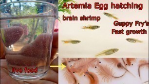 'guppy fry\'s live food artemia eggs hatching  at my farm |Tamil Price of kk'