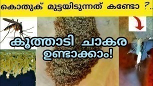 'mosquito larvae culture malayalam/mosquito culture correct method/mosquito larvea/live food for fish'