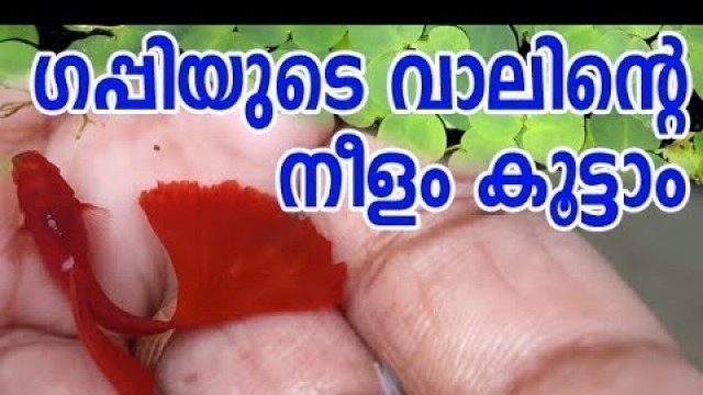 'Guppy Tail Increase Tips/ഗപ്പിയുടെ വാലിൻ്റെ വലുപ്പം കൂട്ടാം'