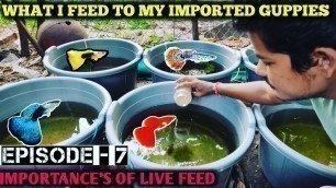 'Episode 7 | What i feed to my guppy | Guppy food | Live culture for fishes | தமிழில்'