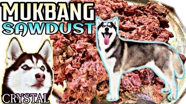 'SAWDUST | MUKBANG | HUSKY | CRYTAL'