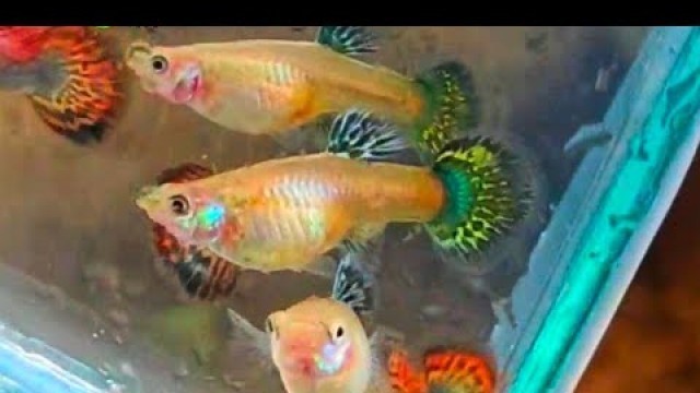 'red dragon Big ear#guppy #bettas #food #gourami #breedingpair #guppyfish'