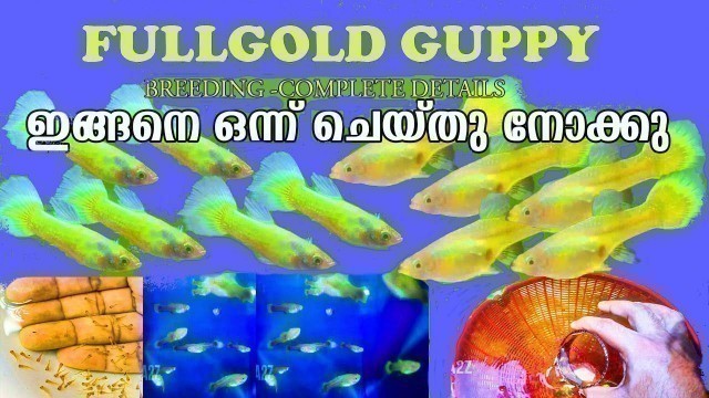 'Full Gold Guppy Breeding Malayalam | How to breed guppy fish faster in Malayalam.'