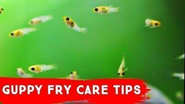 'guppy fry care tamil |Don\'t allow your fry to die.'