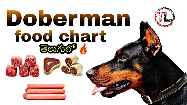 'Doberman food chart in Telugu'