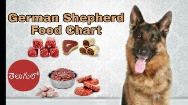 'German shepherd Diet and Food Chart in Telugu | Taju logics'