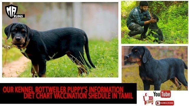 'rottweiler dog in tamil ,rottweiler puppy food chart in tamil ,history,vaccination shedule,training.'