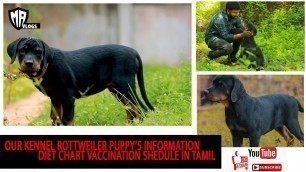 'rottweiler dog in tamil ,rottweiler puppy food chart in tamil ,history,vaccination shedule,training.'