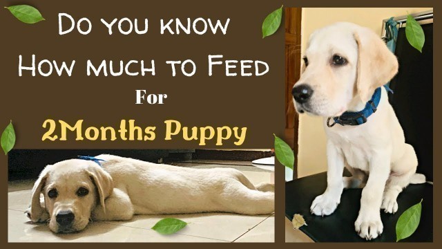 'Dog food chart for 2 months | Labrador puppy food in Kannada | Royal canin | How to make Raagi malt'