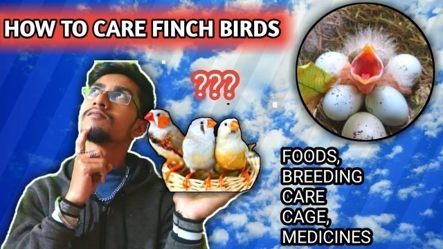 'FINCH BIRD\'S CARE IN BENGALI / food chart, medicines,all information'