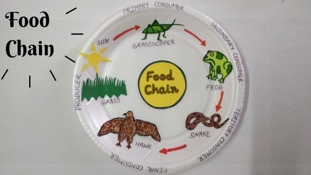 'Food Chain Model | Project for School Students | Easy Science Model'