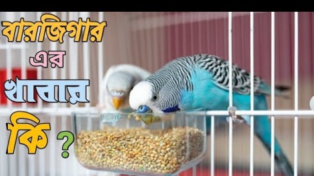 'বারজিগার খাদ্য তালিকা।Budgie food chart/ himal agro'