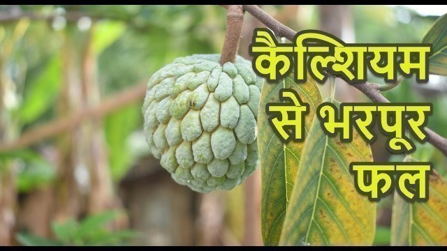 'कैल्शियम से भरपूर 10 फल | Calcium Rich Super fruits'