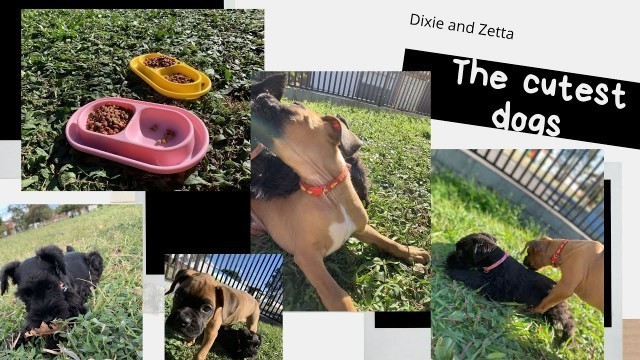 'Boxer and Schnauzer-cutest-food time-play time.'