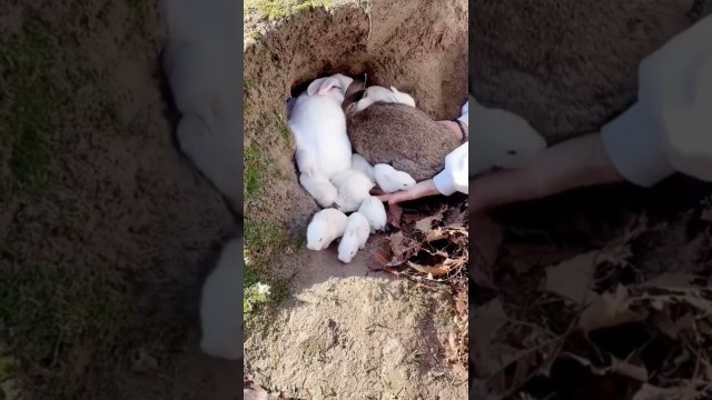 'Cute Rabbits Family