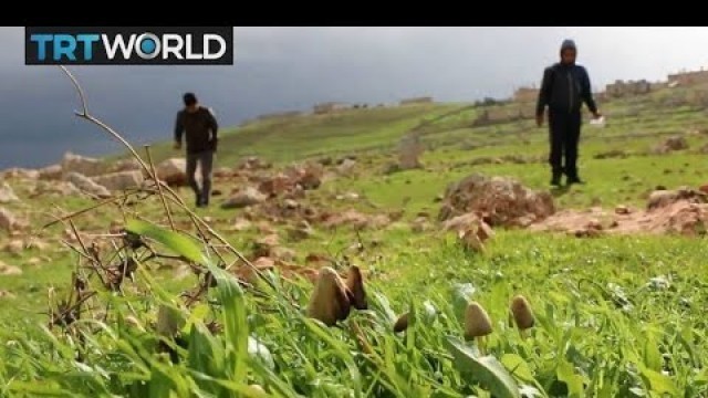 'The War In Syria: Mushrooms a risky replacement for meat'