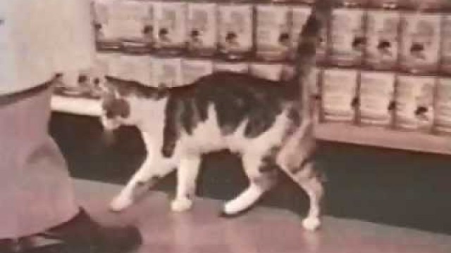 'Talking Cat asks whats new in cat food-Old Commercials'