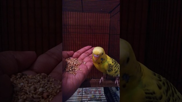 'Cute adorable budgie live bird eating favorite food #shorts'